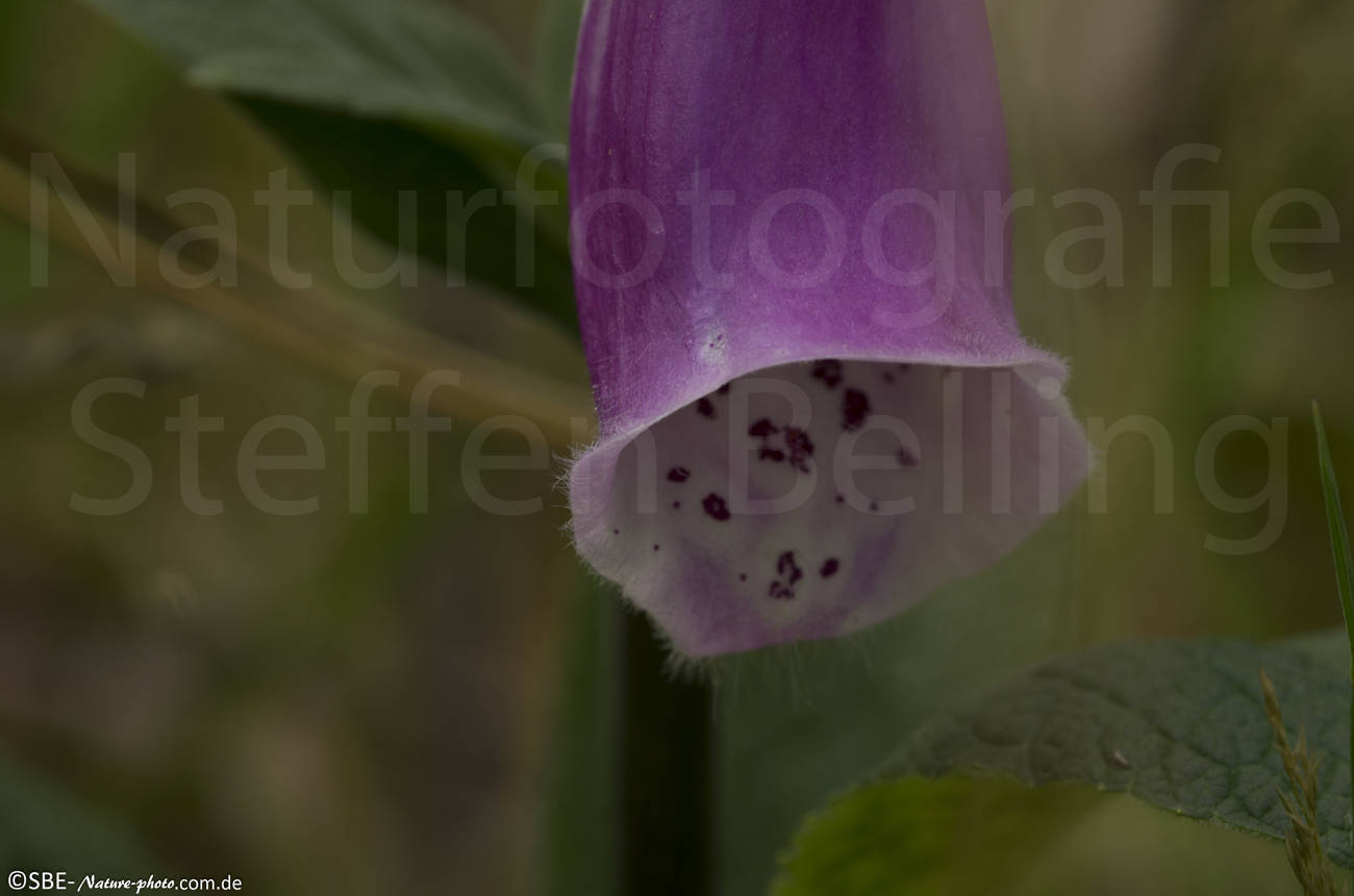 _IGP6914